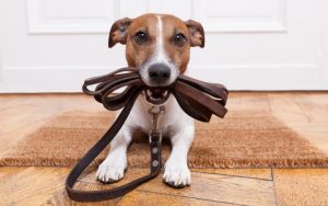Σκύλος με λουράκι pet shop pet-astero